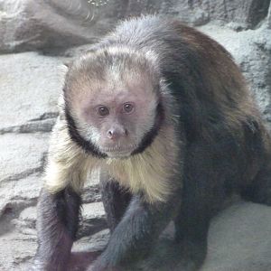 Yellow-breasted capuchin -Tierpark Berlin (2024)