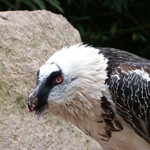 Lammergeier -Tierpark Berlin (2024)