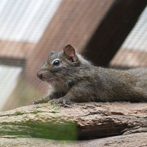 Pere David's rock squirrel -Tierpark Berlin (2024)