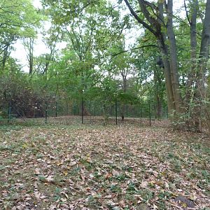 Siberian musk deer exhibit -Tierpark Berlin (2024)