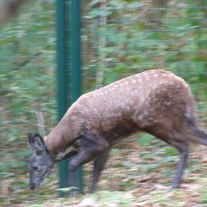 Siberian musk deer -Tierpark Berlin (2024)