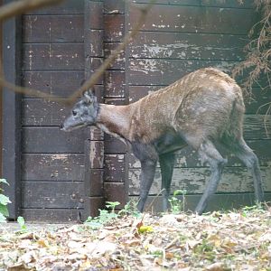Siberian musk deer -Tierpark Berlin (2024)