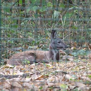 Siberian musk deer -Tierpark Berlin (2024)