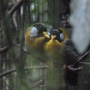 Silver-eared mesia -Tierpark Berlin (2024)