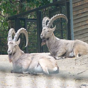 Siberian ibex -Tierpark Berlin (2024)