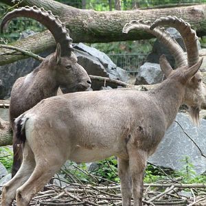 Siberian ibex -Tierpark Berlin (2024)
