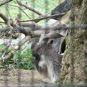 Tajik markhor -Tierpark Berlin (2024)