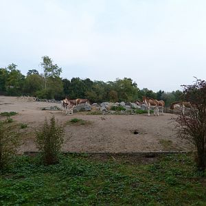 Eastern kiang exhibit -Tierpark Berlin (2024)
