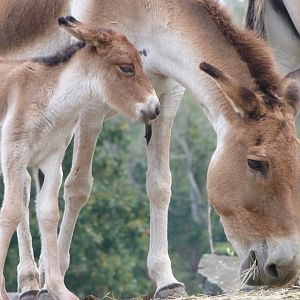 Eastern kiangs -Tierpark Berlin (2024)