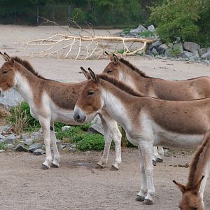 Eastern kiangs -Tierpark Berlin (2024)