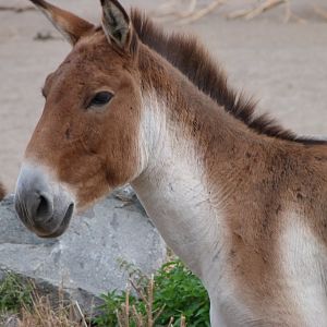 Eastern kiang -Tierpark Berlin (2024)
