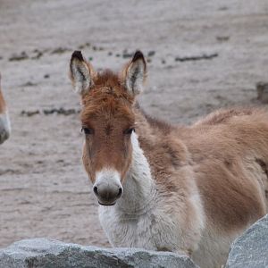 Eastern kiang -Tierpark Berlin (2024)