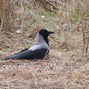 Hooded crow -Tierpark Berlin (2024)