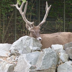 White-lipped deer -Tierpark Berlin (2024)