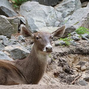 White-lipped deer -Tierpark Berlin (2024)