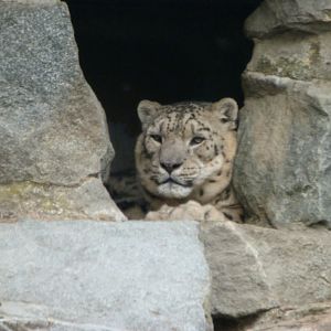 Snow leopard -Tierpark Berlin (2024)