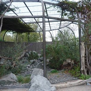 Siberian pallas cat exhibit -Tierpark Berlin (2024)