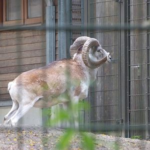 Marco Polo argali -Tierpark Berlin (2024)