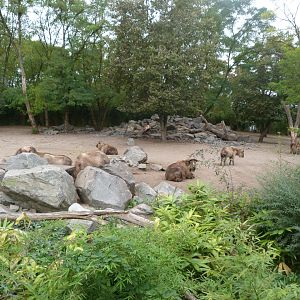Sichuan takin exhibit -Tierpark Berlin (2024)