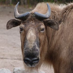 Sichuan takin -Tierpark Berlin (2024)