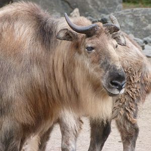 Sichuan takin -Tierpark Berlin (2024)