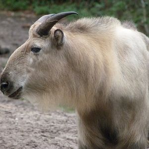 Sichuan takin -Tierpark Berlin (2024)