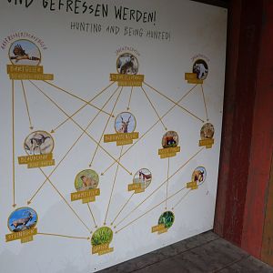 Himalayan food-chain -Tierpark Berlin (2024)