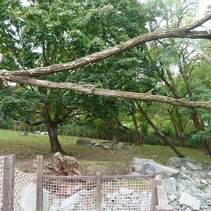 Himalayan red panda and Mischie's tufted deer exhibit -Tierpark Berlin (2024)