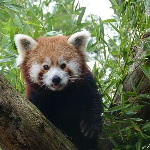 Himalayan red panda -Tierpark Berlin (2024)