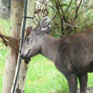 Mischie's tufted deer -Tierpark Berlin (2024)