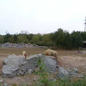 Golden takin and Central Chinese goral exhibit -Tierpark Berlin (2024)