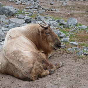 Golden takin -Tierpark Berlin (2024)