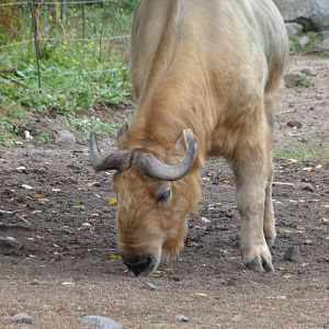 Golden takin -Tierpark Berlin (2024)