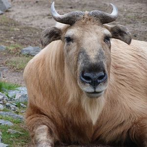 Golden takin -Tierpark Berlin (2024)