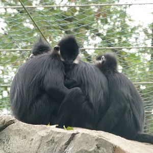 Francois' leaf monkeys -Tierpark Berlin (2024)