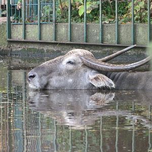 Kerabau -Tierpark Berlin (2024)