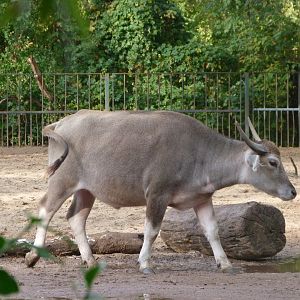 Kerabau -Tierpark Berlin (2024)