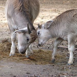 Kerabau -Tierpark Berlin (2024)