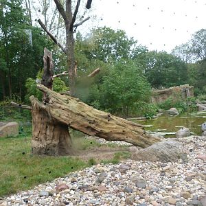Sulawesi babirusa, Asian short-clawed otter and Black crested macaque exhibit -Tierpark Berlin (2024)