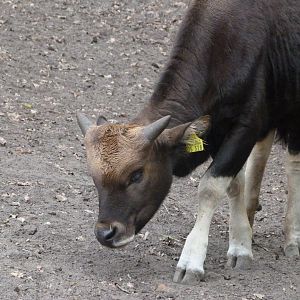 Gayal -Tierpark Berlin (2024)