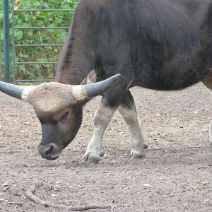 Gayal -Tierpark Berlin (2024)