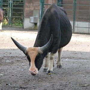 Gayal -Tierpark Berlin (2024)