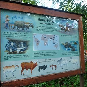 Asian domestic bovids sign -Tierpark Berlin (2024)