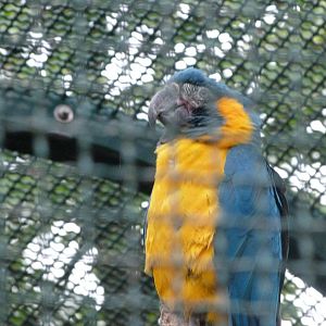 Blue-bearded macaw -Tierpark Berlin (2024)