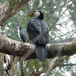 Little pied cormorant -Tierpark Berlin (2024)
