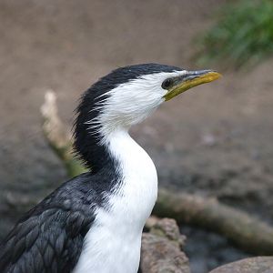 Little pied cormorant -Tierpark Berlin (2024)