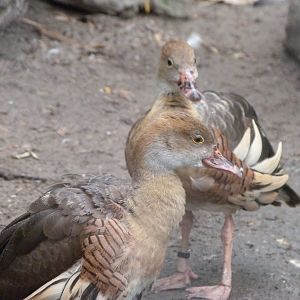 Plumed whistling-duck -Tierpark Berlin (2024)