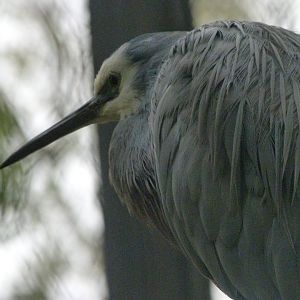 White-faced heron -Tierpark Berlin (2024)