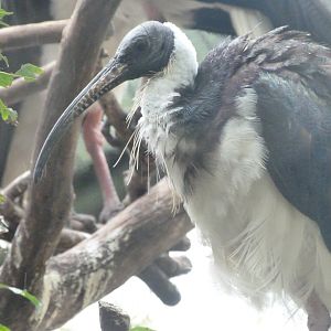 Straw-necked ibis -Tierpark Berlin (2024)