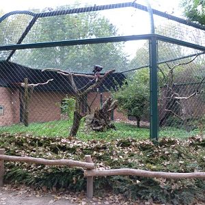 Red-headed vulture exhibit -Tierpark Berlin (2024)